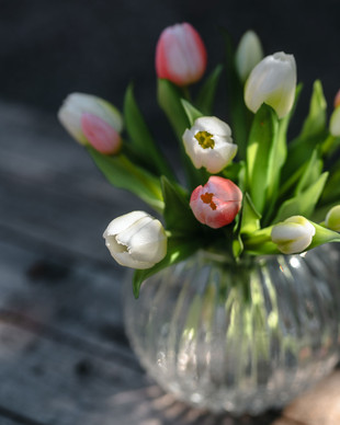 TULPPAANIKIMPPU 5 KPL, VALKOINEN 30 cm