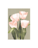 POSTIKORTTI A6, Tulppaanit (vaaleanpunaiset)