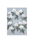 POSTIKORTTI A6, Valkovuokot