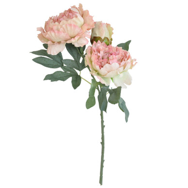 PIONI, VAALEANPUNAINEN 51 cm