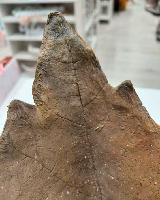 VAAHTERANLEHTIKULHO, RUSKEA 41,5x36x17 cm