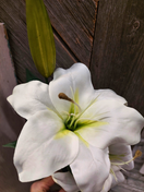 LILJA, VALKOINEN 66 cm