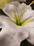 LILJA, VALKOINEN 66 cm