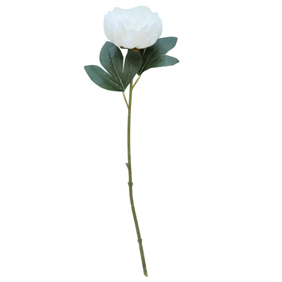 PIONI, LUONNOVALKOINEN 51 cm