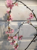 KIRSIKANKUKKAOKSA RIIPPUVA, VAALEANPUNAINEN, 109 cm