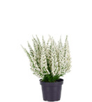 KANERVA RUUKUSSA, LAJITELMA 28 cm