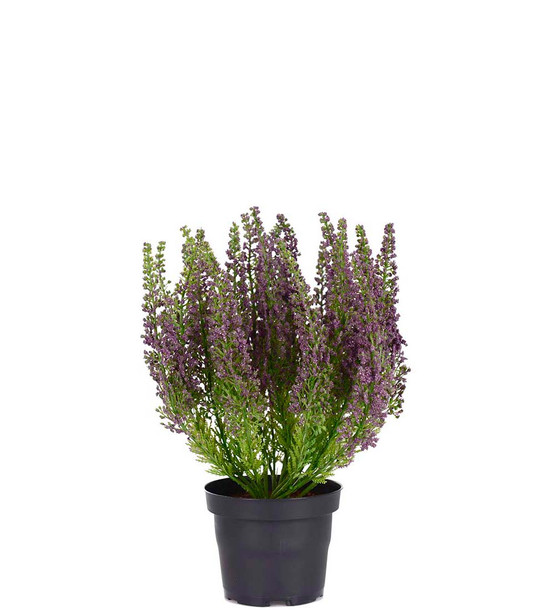 KANERVA RUUKUSSA, LAJITELMA 28 cm
