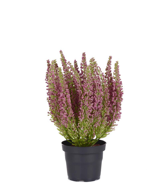 KANERVA RUUKUSSA, LAJITELMA 28 cm