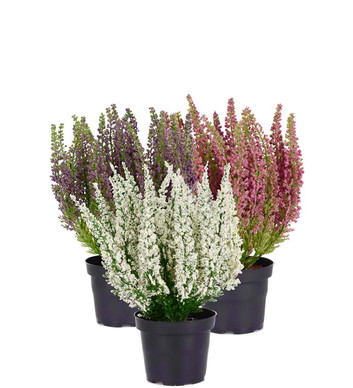 KANERVA RUUKUSSA, LAJITELMA 28 cm