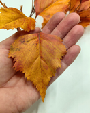 SYYSOKSA KOIVU 80 cm