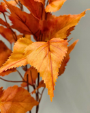 SYYSOKSA KOIVU 80 cm