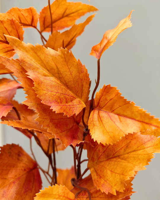 SYYSOKSA KOIVU 80 cm