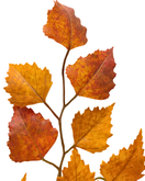 SYYSOKSA KOIVU 65 cm