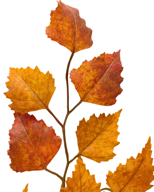 SYYSOKSA KOIVU 65 cm