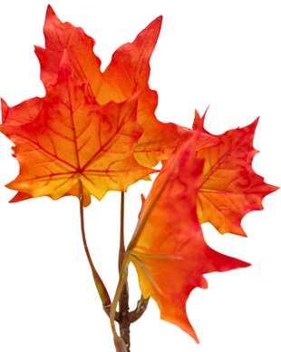 VAAHTERANLEHTI 20 cm