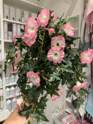 PETUNIA RUUKUSSA, VAALEANPUNAINEN 60 cm