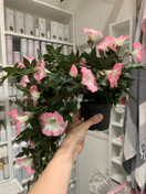 PETUNIA RUUKUSSA, VAALEANPUNAINEN 60 cm