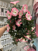 PETUNIA RUUKUSSA, VAALEANPUNAINEN 60 cm