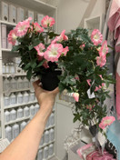 PETUNIA RUUKUSSA, VAALEANPUNAINEN 60 cm