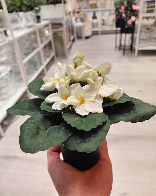 SAINTPAULIA RUUKUSSA, VALKOINEN 15 cm