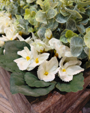 SAINTPAULIA RUUKUSSA, VALKOINEN 15 cm