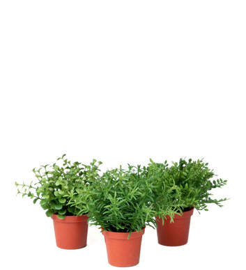 VIHERKASVI MINI, LAJITELMA 15 cm (myydään erikseen)