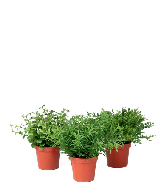 VIHERKASVI MINI, LAJITELMA 15 cm (myydään erikseen)