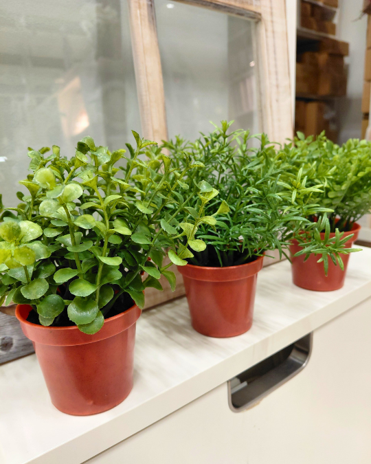 VIHERKASVI MINI, LAJITELMA 15 cm (myydään erikseen)