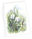 ADRESSI, Pikarililja