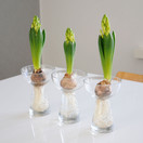 LASIMALJAKKO, SIPULI 15 cm