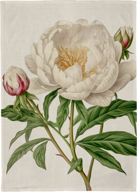 KEITTIÖPYYHELIINA, VALKOINEN PIONI 50x70 cm