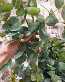 EUCALYPTUS OKSA, HOPEANVIHREÄ 75 cm