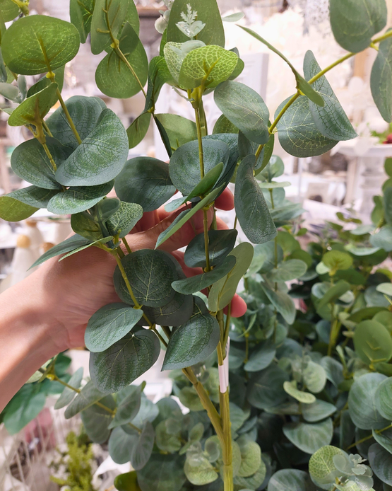 EUCALYPTUS OKSA, HOPEANVIHREÄ 75 cm