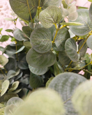 EUCALYPTUS OKSA, HOPEANVIHREÄ 75 cm