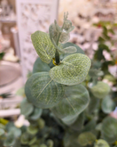 EUCALYPTUS OKSA, HOPEANVIHREÄ 75 cm