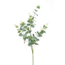 EUCALYPTUS OKSA, HOPEANVIHREÄ 75 cm