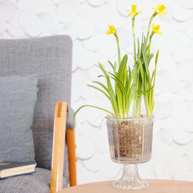 JALALLINEN LASIMALJAKKO, RAITAKUVIO 13,5x19 cm