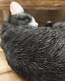 KORISTE NUKKUVA KISSA, MUSTA-VALKOINEN 26x18x11,5 cm