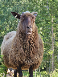 Myrskyluodon Kaarna vaaleanruskea Hahtuvalanka