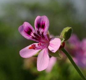 Frantsila Pelargonia Geranium eteerinen öljy 10ml