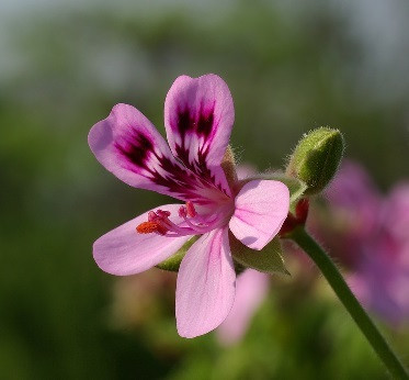 Frantsila Pelargonia Geranium eteerinen öljy 10ml