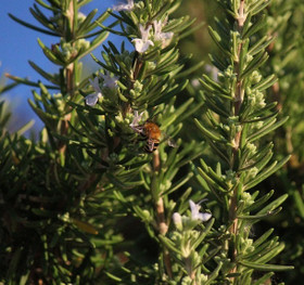 Frantsila Rosmariini eteerinen öljy 10ml