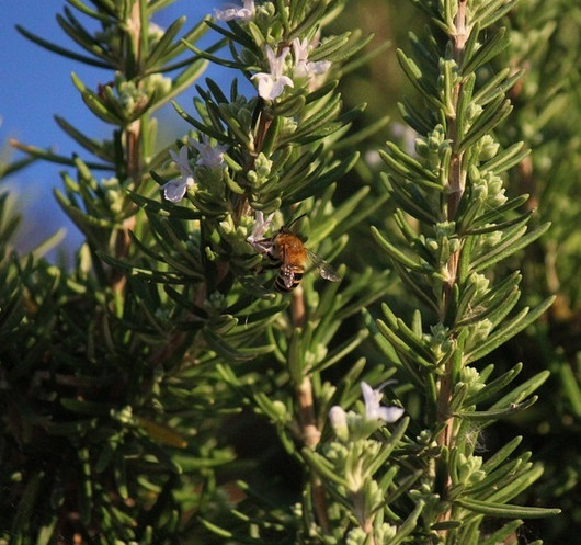 Frantsila Rosmariini eteerinen öljy 10ml