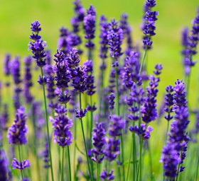 Frantsila Laventeli eteerinen öljy 10ml