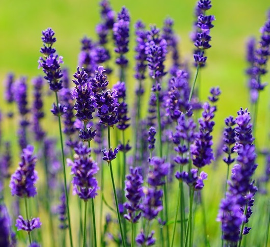 Frantsila Laventeli eteerinen öljy 10ml