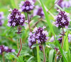 Frantsila Timjami eteerinen öljy 10ml