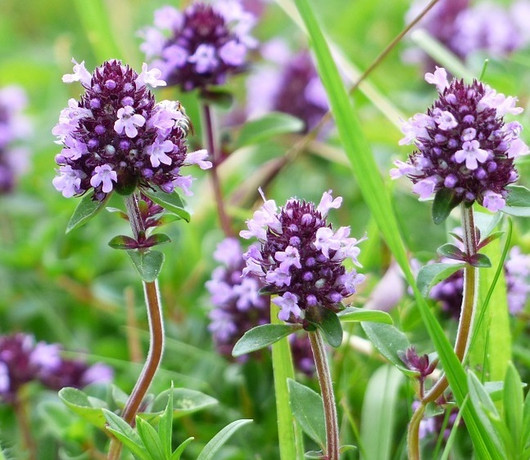 Frantsila Timjami eteerinen öljy 10ml