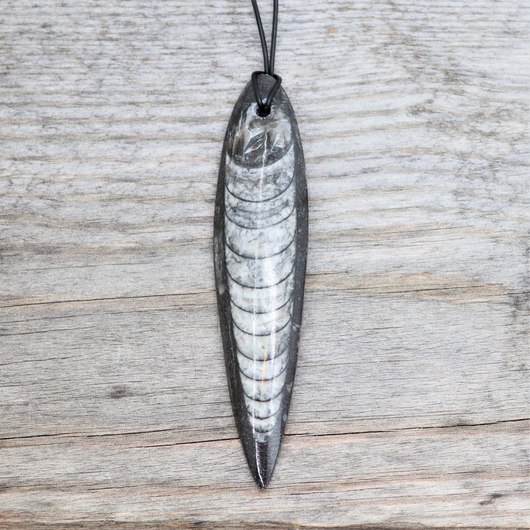 Orthocera-Fossiili Riipus 40-55mm