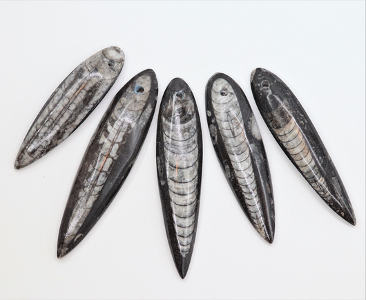 Orthocera-Fossiili Riipus 40-55mm