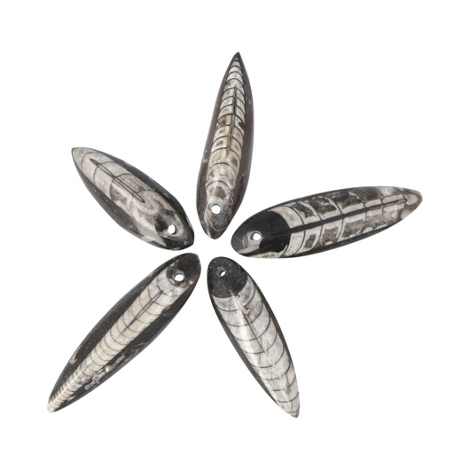 Orthocera-Fossiili Riipus 40-55mm